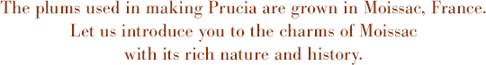 The plums used in making Prucia are grown in Moissac, France. Let us introduce you to the charms of Moissac with its rich nature and history.