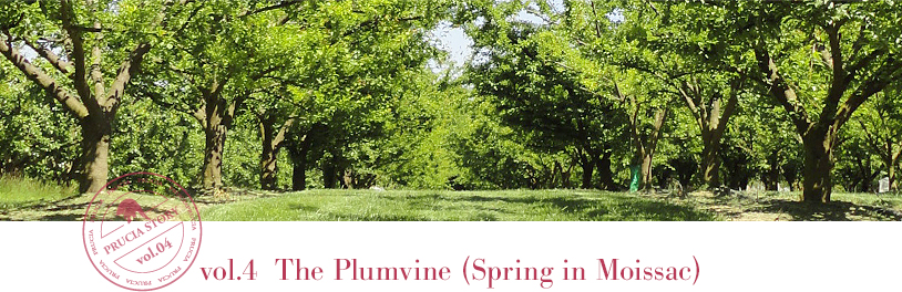 vol.4 The Plumvine (Spring in Moissac)